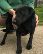MARLA, Hund, Mischlingshund in Kroatien - Bild 2