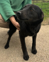 MARLA, Hund, Mischlingshund in Kroatien - Bild 3