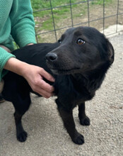 MARLA, Hund, Mischlingshund in Kroatien - Bild 4