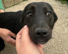 MARLA, Hund, Mischlingshund in Kroatien - Bild 5