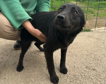 MARLA, Hund, Mischlingshund in Kroatien - Bild 6