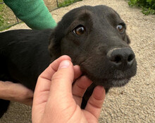 MARLA, Hund, Mischlingshund in Kroatien - Bild 9