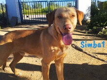 SIMBA1, Hund, Labrador-Mix in Spanien - Bild 1