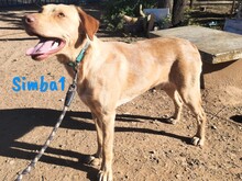 SIMBA1, Hund, Labrador-Mix in Spanien - Bild 2