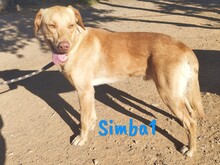 SIMBA1, Hund, Labrador-Mix in Spanien - Bild 3