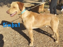 SIMBA1, Hund, Labrador-Mix in Spanien - Bild 4