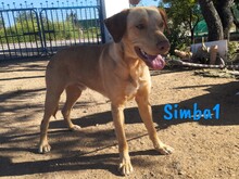 SIMBA1, Hund, Labrador-Mix in Spanien - Bild 5