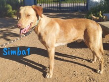 SIMBA1, Hund, Labrador-Mix in Spanien - Bild 6