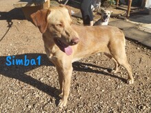 SIMBA1, Hund, Labrador-Mix in Spanien - Bild 7