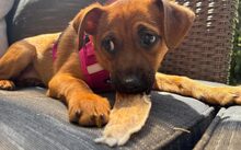 LEMON DROP, Hund, Mischlingshund in Bergkirchen - Bild 1