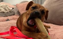 LEMON DROP, Hund, Mischlingshund in Bergkirchen - Bild 3