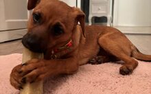 LEMON DROP, Hund, Mischlingshund in Bergkirchen - Bild 4