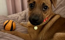 LEMON DROP, Hund, Mischlingshund in Bergkirchen - Bild 5