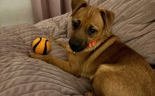 LEMON DROP, Hund, Mischlingshund in Bergkirchen - Bild 6