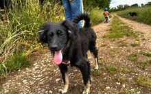 JONTE, Hund, Deutscher Schäferhund-Mix in Laubenheim - Bild 1