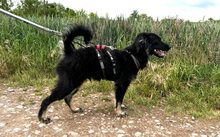 JONTE, Hund, Deutscher Schäferhund-Mix in Laubenheim - Bild 2