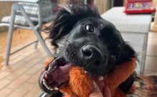 JONTE, Hund, Deutscher Schäferhund-Mix in Laubenheim - Bild 3