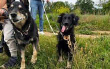 JONTE, Hund, Deutscher Schäferhund-Mix in Laubenheim - Bild 4