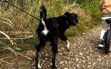 JONTE, Hund, Deutscher Schäferhund-Mix in Laubenheim - Bild 5