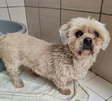 JULIE, Hund, Lhasa Apso-Mix in Tschechische Republik - Bild 1