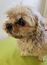 JULIE, Hund, Lhasa Apso-Mix in Tschechische Republik - Bild 2