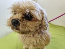 JULIE, Hund, Lhasa Apso-Mix in Tschechische Republik - Bild 3