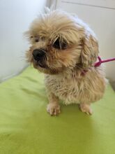 JULIE, Hund, Lhasa Apso-Mix in Tschechische Republik - Bild 4