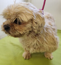 JULIE, Hund, Lhasa Apso-Mix in Tschechische Republik - Bild 5