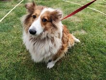 TINKA, Hund, Sheltie-Mix in Slowakische Republik - Bild 1
