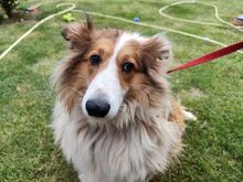 TINKA, Hund, Sheltie-Mix in Slowakische Republik - Bild 2