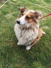 TINKA, Hund, Sheltie-Mix in Slowakische Republik - Bild 3