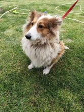 TINKA, Hund, Sheltie-Mix in Slowakische Republik - Bild 4