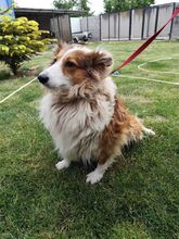 TINKA, Hund, Sheltie-Mix in Slowakische Republik - Bild 5