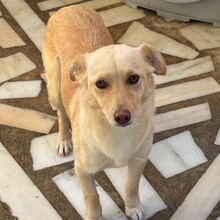 OLIVIA, Hund, Mischlingshund in Portugal - Bild 1