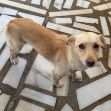 OLIVIA, Hund, Mischlingshund in Portugal - Bild 5