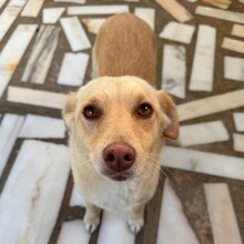 OLIVIA, Hund, Mischlingshund in Portugal - Bild 6