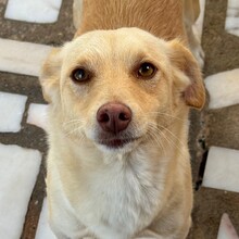 OLIVIA, Hund, Mischlingshund in Portugal - Bild 7
