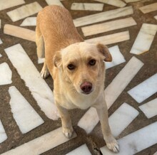 OLIVIA, Hund, Mischlingshund in Portugal - Bild 8