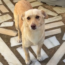 OLIVIA, Hund, Mischlingshund in Portugal - Bild 9