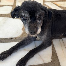 ORSON, Hund, Mischlingshund in Portugal - Bild 10