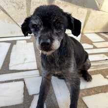 ORSON, Hund, Mischlingshund in Portugal - Bild 2