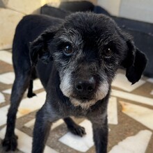 ORSON, Hund, Mischlingshund in Portugal - Bild 5