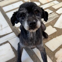 ORSON, Hund, Mischlingshund in Portugal - Bild 6