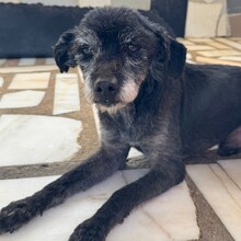 ORSON, Hund, Mischlingshund in Portugal - Bild 7