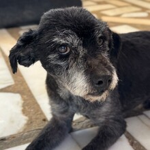 ORSON, Hund, Mischlingshund in Portugal - Bild 8