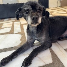 ORSON, Hund, Mischlingshund in Portugal - Bild 9
