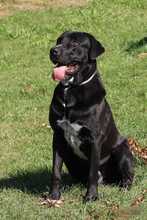 BALU, Hund, Labrador-Dogge-Mix in Eixen - Bild 1