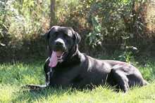 BALU, Hund, Labrador-Dogge-Mix in Eixen - Bild 2