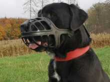 BALU, Hund, Labrador-Dogge-Mix in Eixen - Bild 3