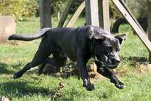 BALU, Hund, Labrador-Dogge-Mix in Eixen - Bild 4